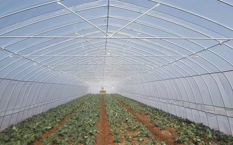 Understanding Single Tunnel Plastic Film Greenhouses: Features and Benefits